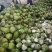 椰子文昌基地海南天然椰青9个装每箱常年批发供