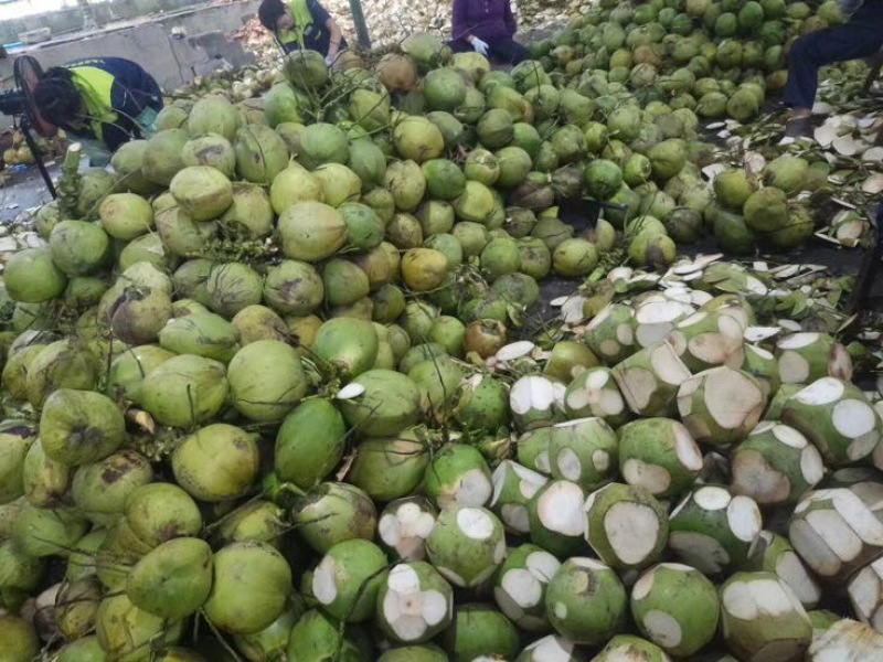 椰子文昌基地海南天然椰青9个装每箱常年批发供