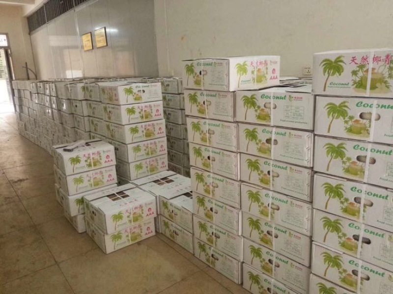 椰子文昌基地海南天然椰青9个装每箱常年批发供