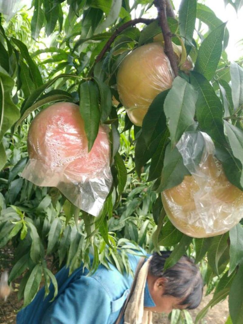 大量供应超越，秦王硬肉质晚熟套膜代大个头甜毛挑