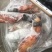 常年供应驴鞭蹄筋量大从优