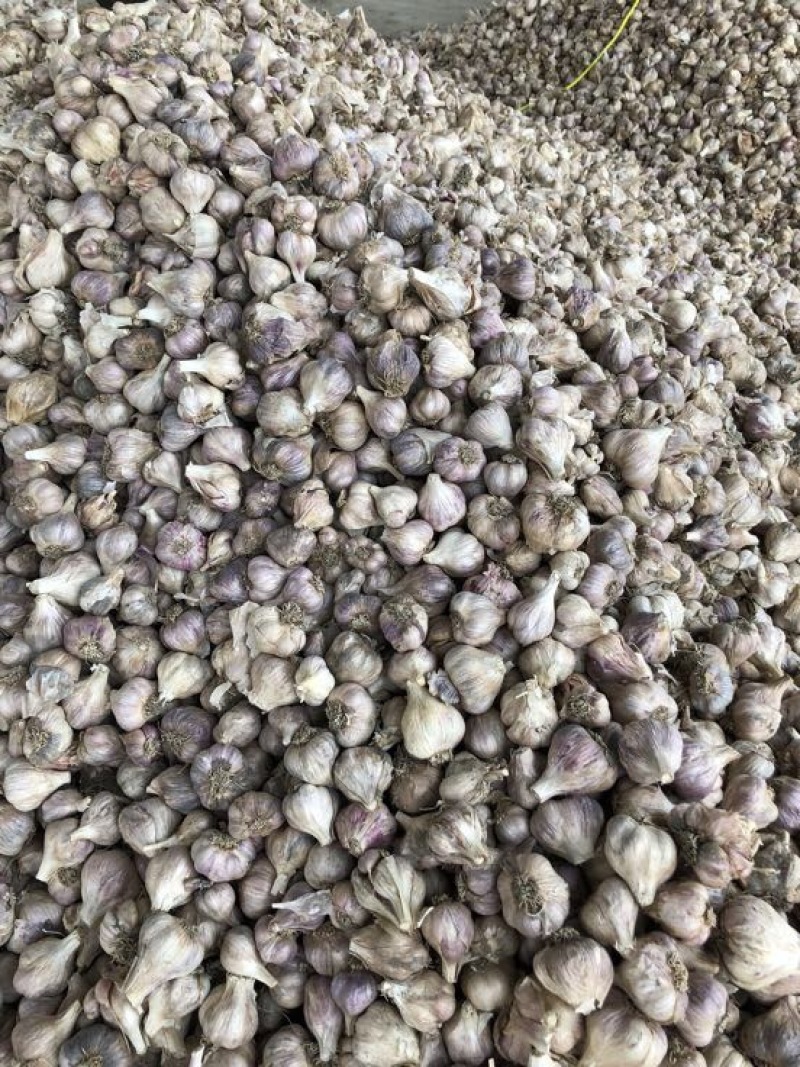 软叶蒜混级统货干蒜