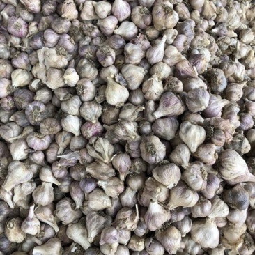 软叶蒜混级统货干蒜