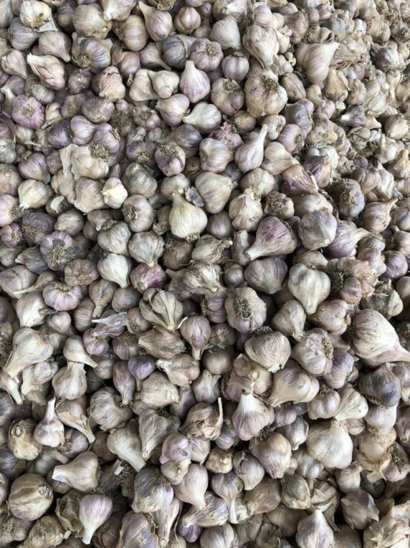 软叶蒜混级统货干蒜
