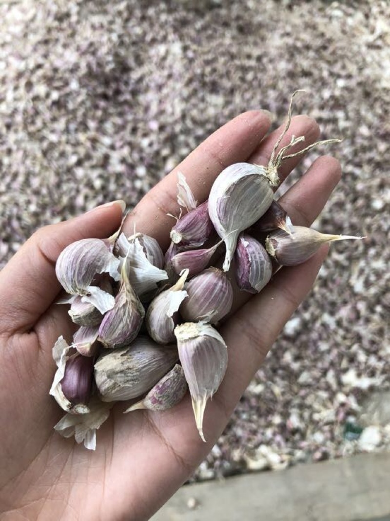彭州早熟蒜，蒜米质量优，产量高