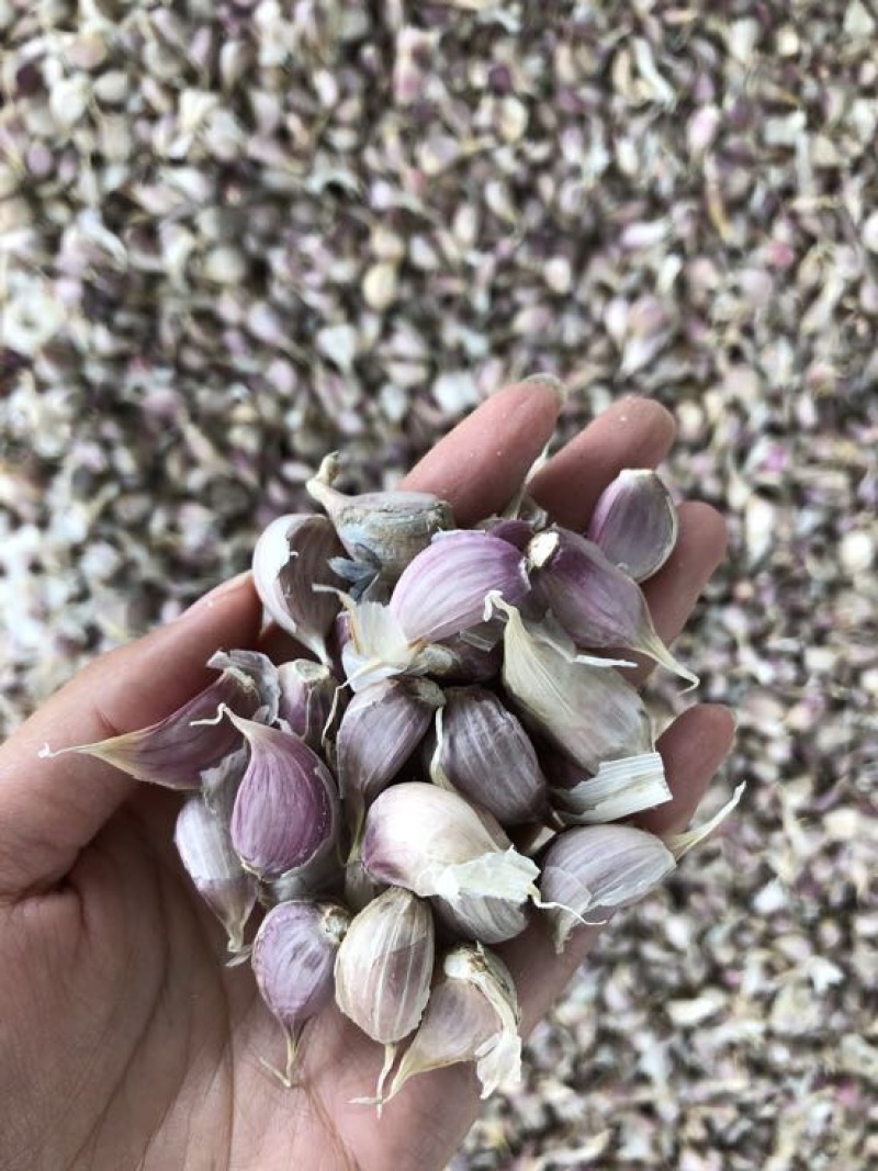 彭州早熟蒜，蒜米质量优，产量高