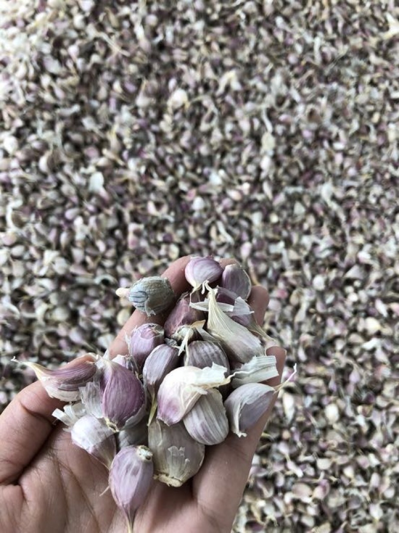 彭州早熟蒜，蒜米质量优，产量高