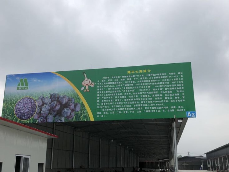 彭州早熟蒜，蒜米质量优，产量高