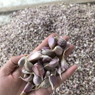 彭州早熟蒜，蒜米质量优，产量高