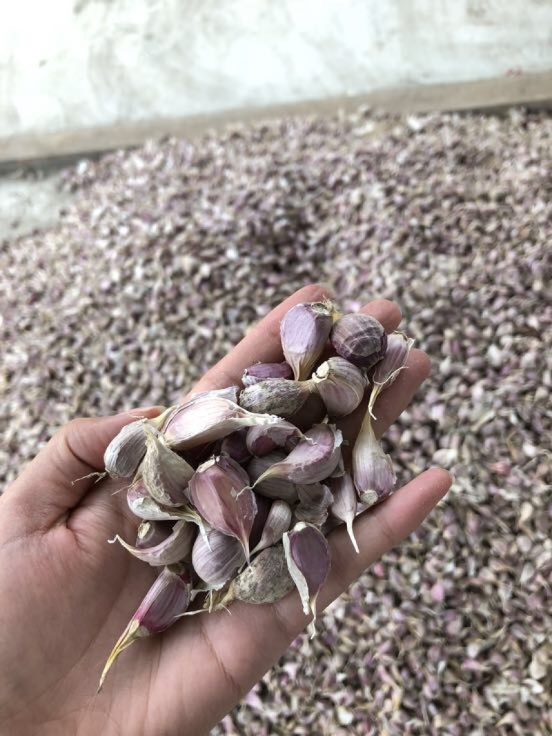 彭州早熟蒜，蒜米质量优，产量高