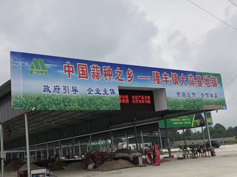 彭州早熟蒜，蒜米质量优，产量高
