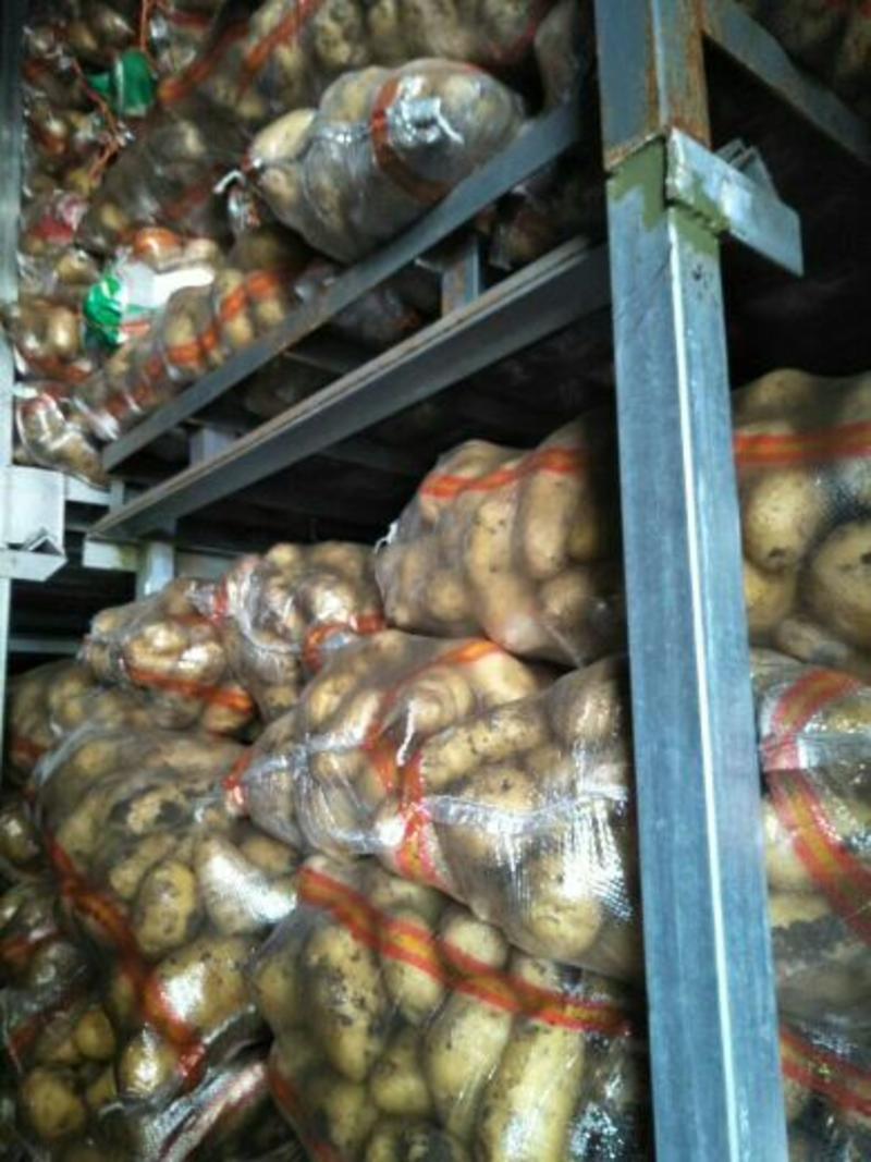 荷兰十五土豆冷库货货好价格低欢迎各位客商前来咨询