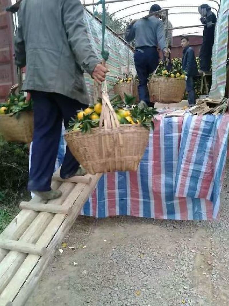 精品特早熟温州蜜橘5.5~6cm，货源充足！专业代办！