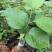 长果桑树苗40～50cm