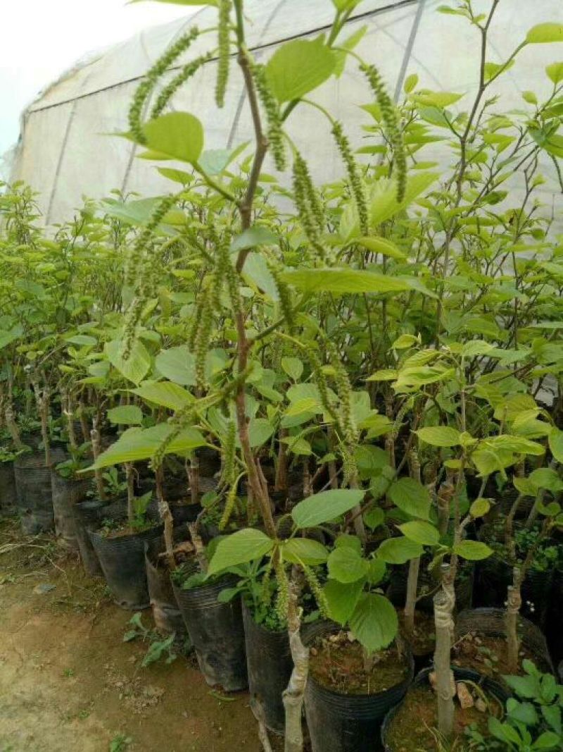 长果桑树苗40～50cm
