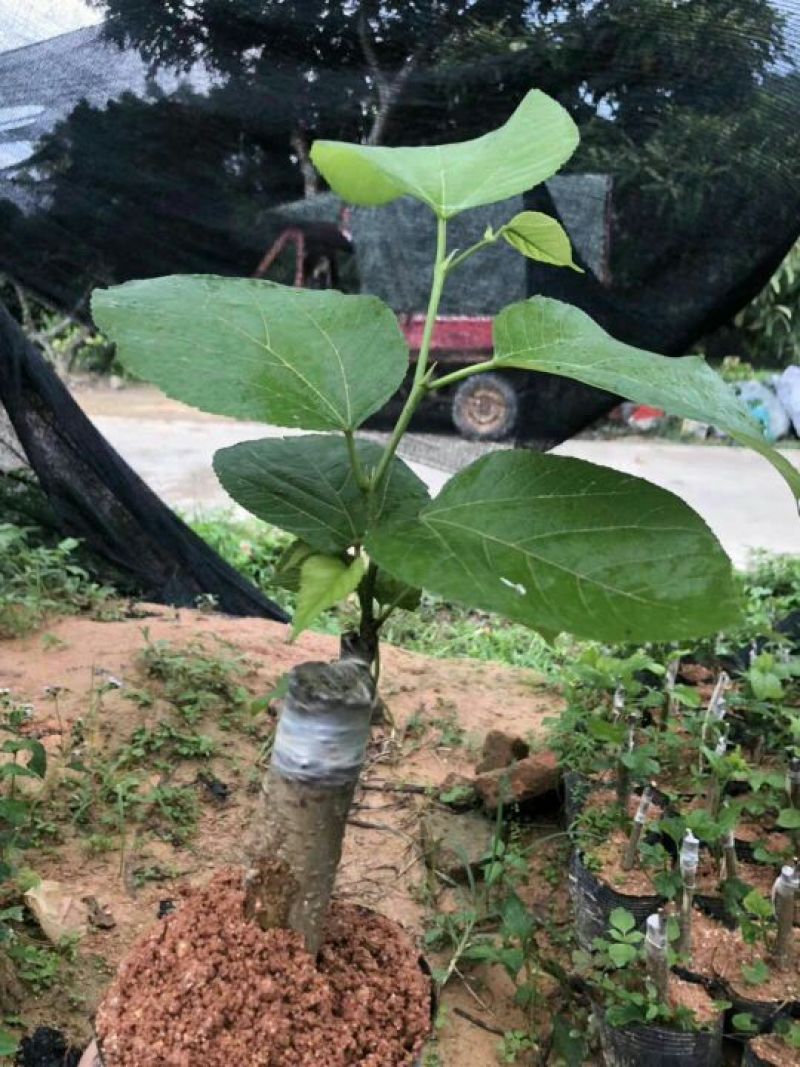长果桑树苗40～50cm