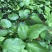 长果桑树苗40～50cm