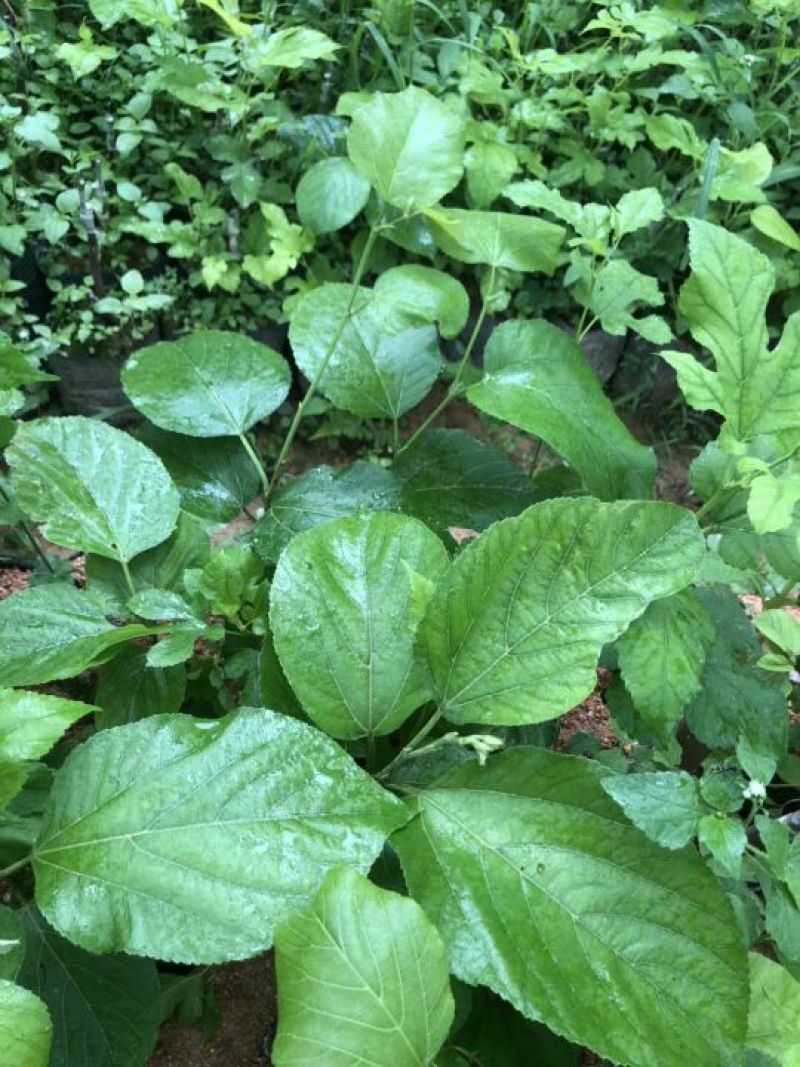 长果桑树苗40～50cm