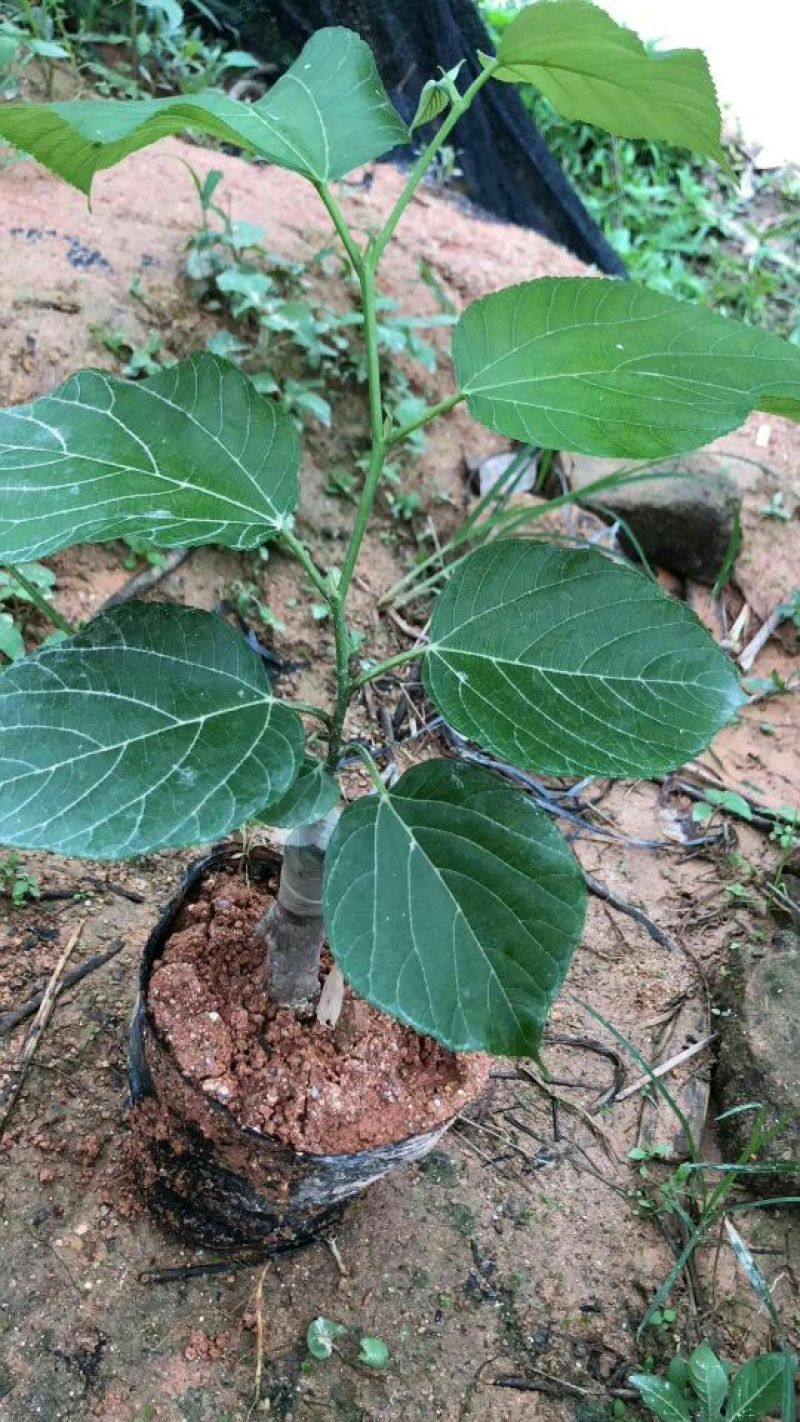 长果桑树苗40～50cm