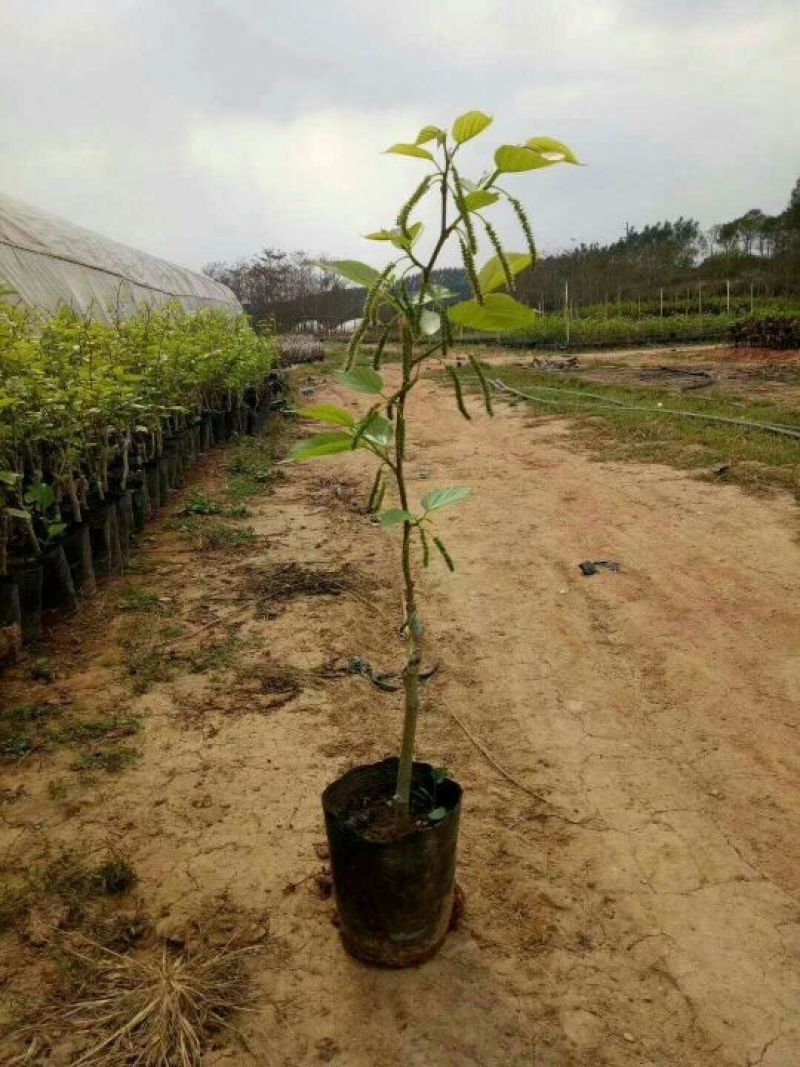 长果桑树苗40～50cm