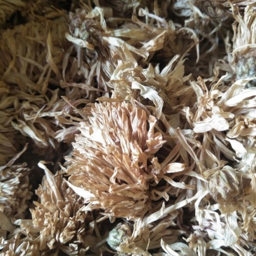 药用菊花