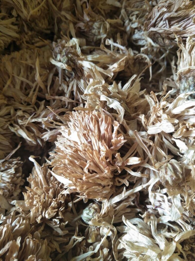 药用菊花
