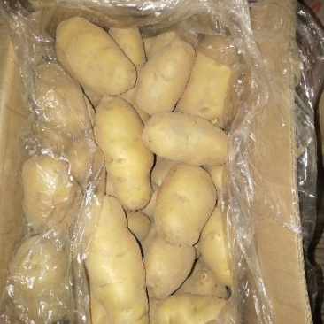 荷兰十五土豆希森土豆沃土土豆精品土豆冷库，保证质量规格齐