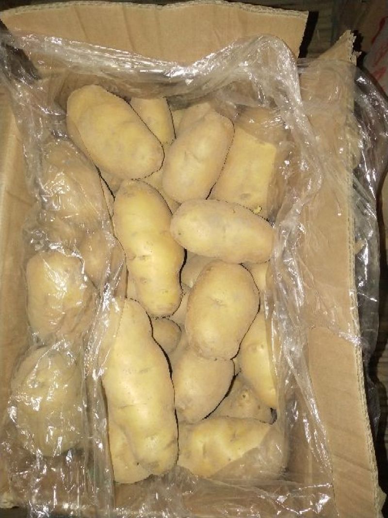 荷兰十五土豆希森土豆沃土土豆精品土豆冷库，保证质量规格齐
