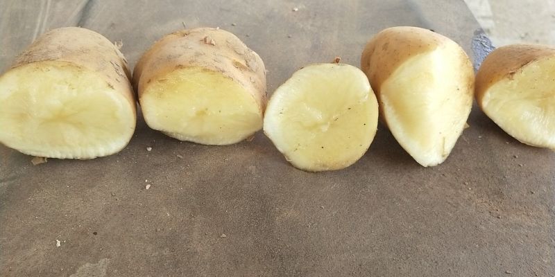 荷兰十五土豆希森土豆沃土土豆精品土豆冷库，保证质量规格齐