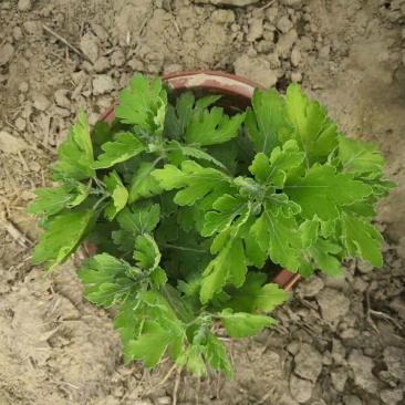 菊花