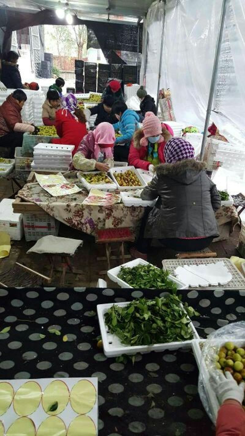 山东早脆王鲜枣基地批发规格齐全