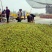 山东脆枣产地直供代收代办