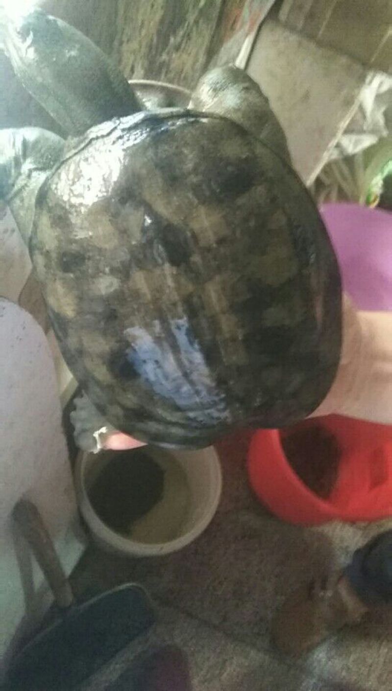 苏北野生精品黑花黑底甲鱼