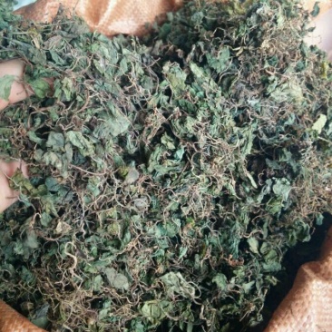 小叶半边伞