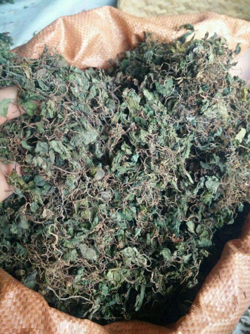 小叶半边伞