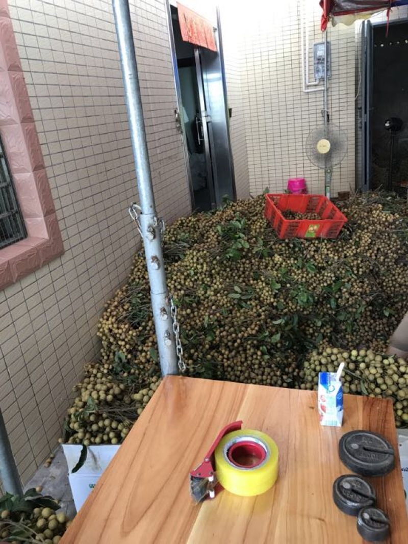 龙眼30毫米以上精品