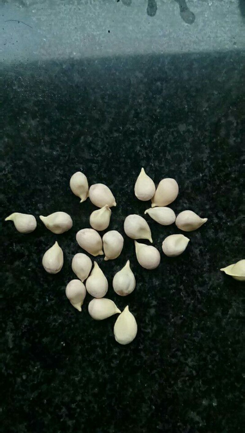 小叶软枝香橙果果