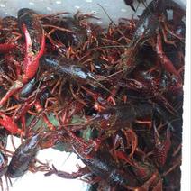 红螯螯虾16~20只/kg