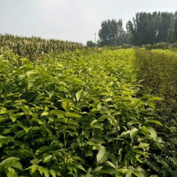 出售1-10公分核桃苗