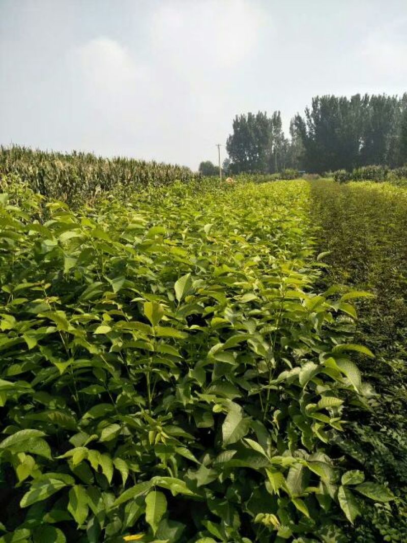 出售1-10公分核桃苗
