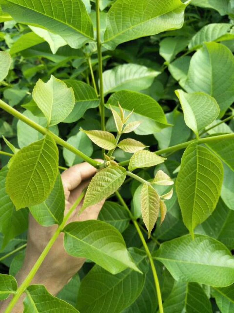 出售1-10公分核桃苗