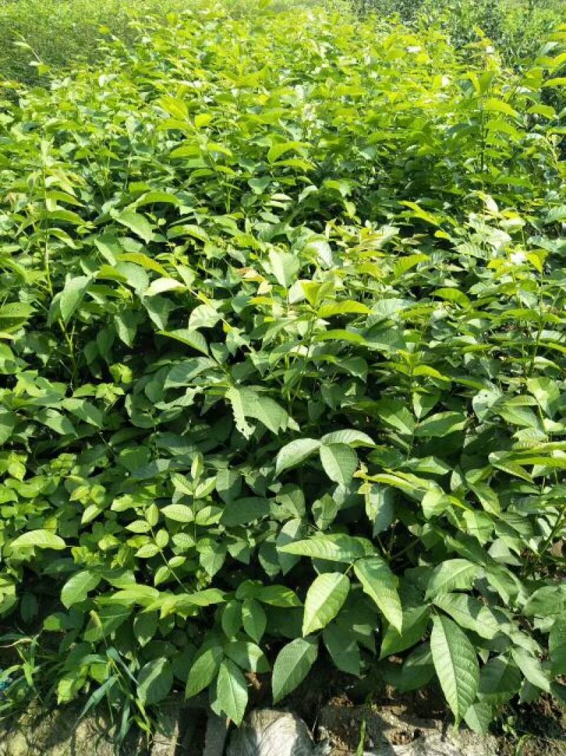 出售1-10公分核桃苗