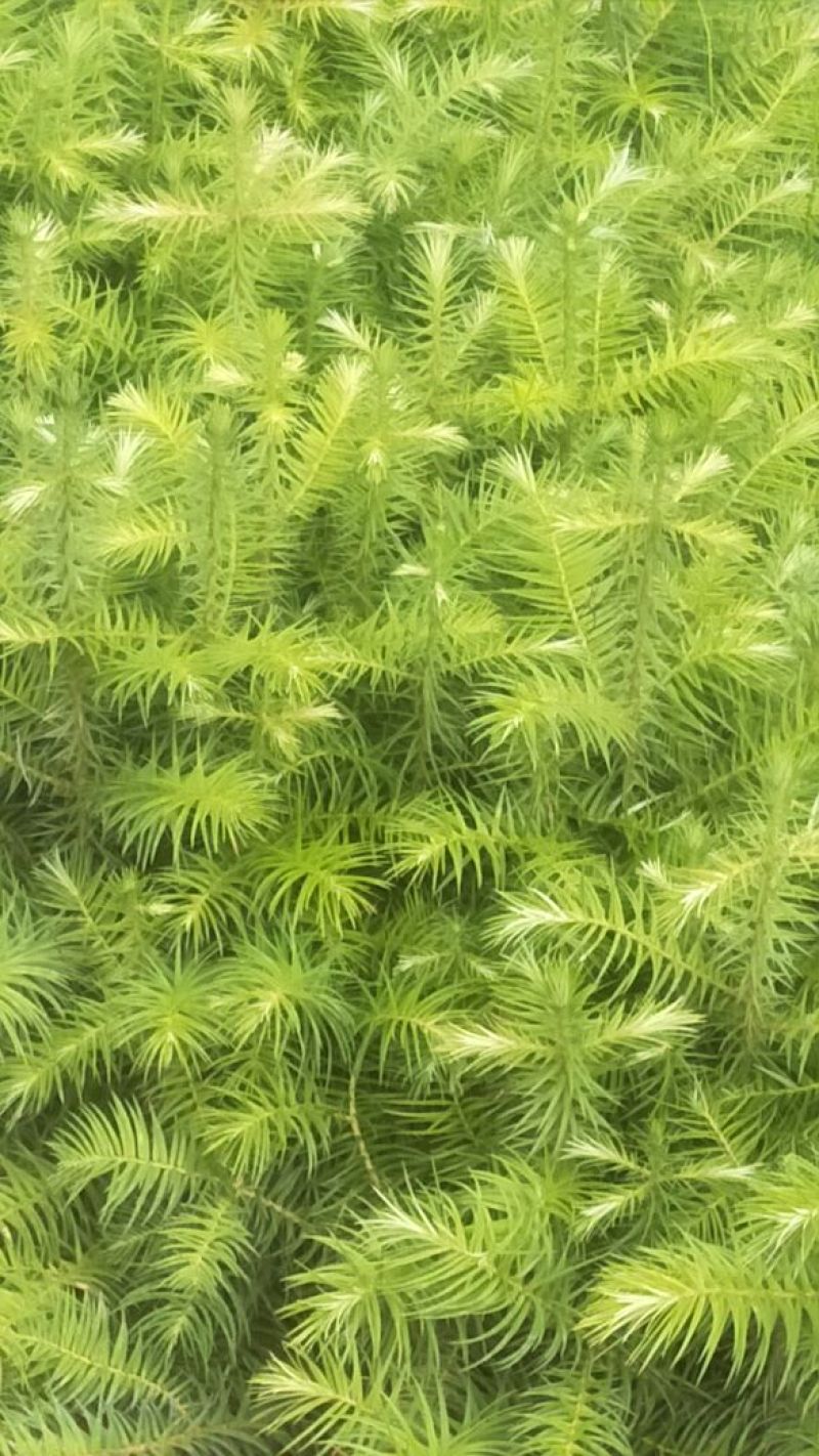 杉树苗
