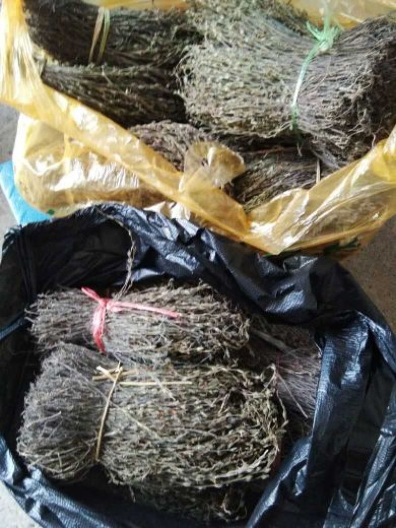 【独脚金】新鲜晒干，短脚黄花，优质品种
