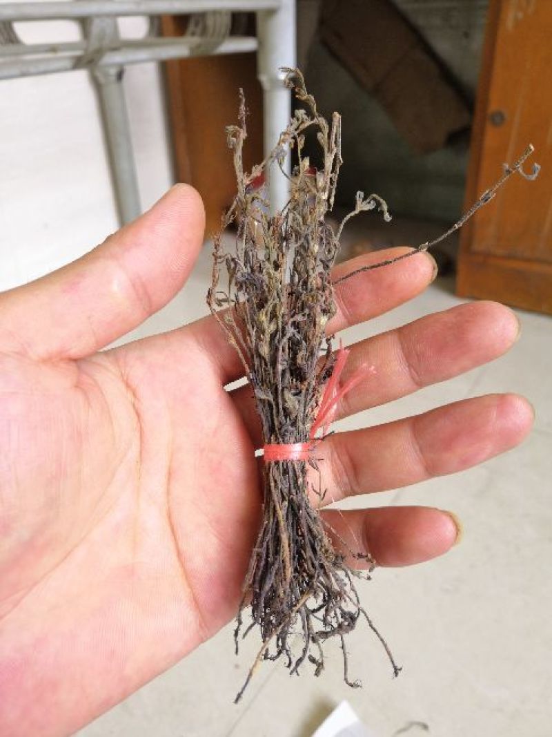 【独脚金】新鲜晒干，短脚黄花，优质品种