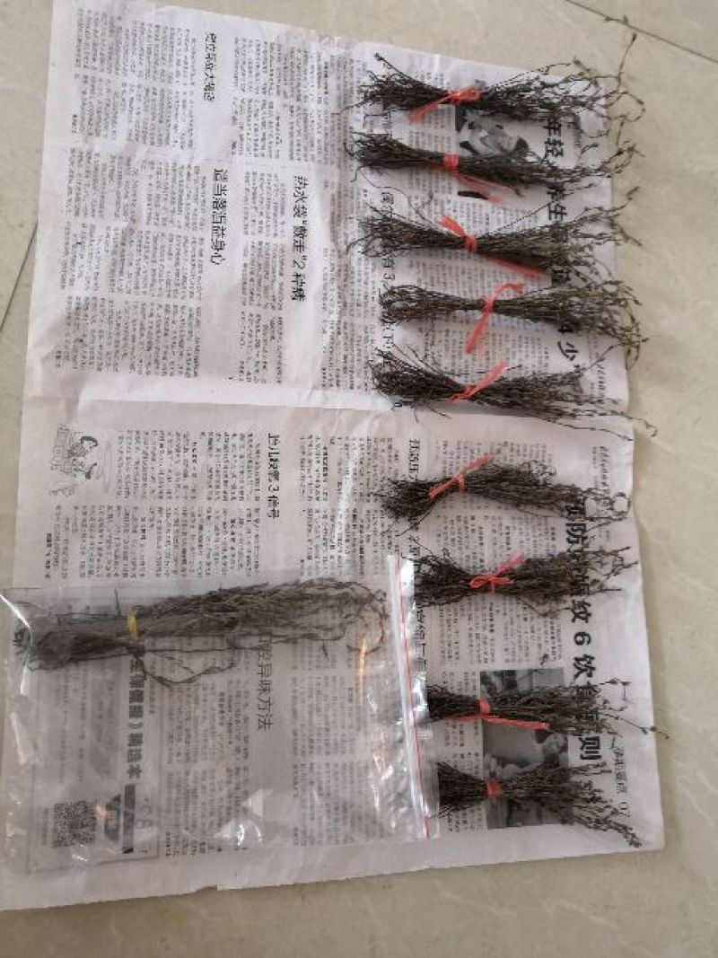 【独脚金】新鲜晒干，短脚黄花，优质品种