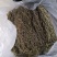 【独脚金】新鲜晒干，短脚黄花，优质品种