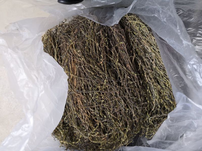 【独脚金】新鲜晒干，短脚黄花，优质品种