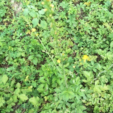 仙鹤草