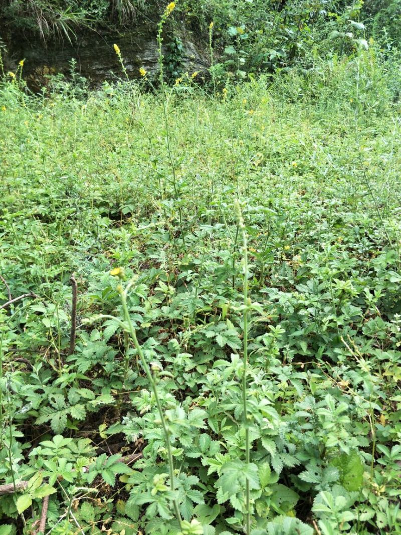 仙鹤草